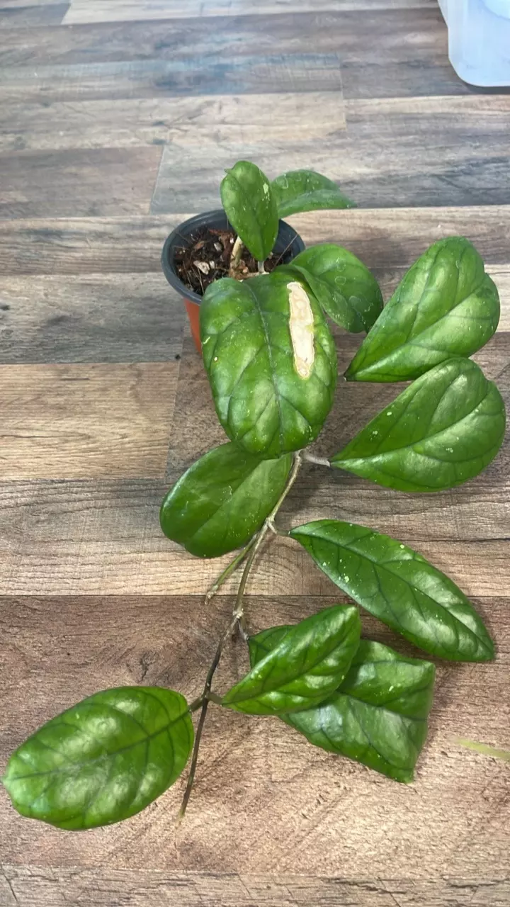 Hoya ‘Viola’ – Rare Collector Hoya 🌱 #1 thumbnail