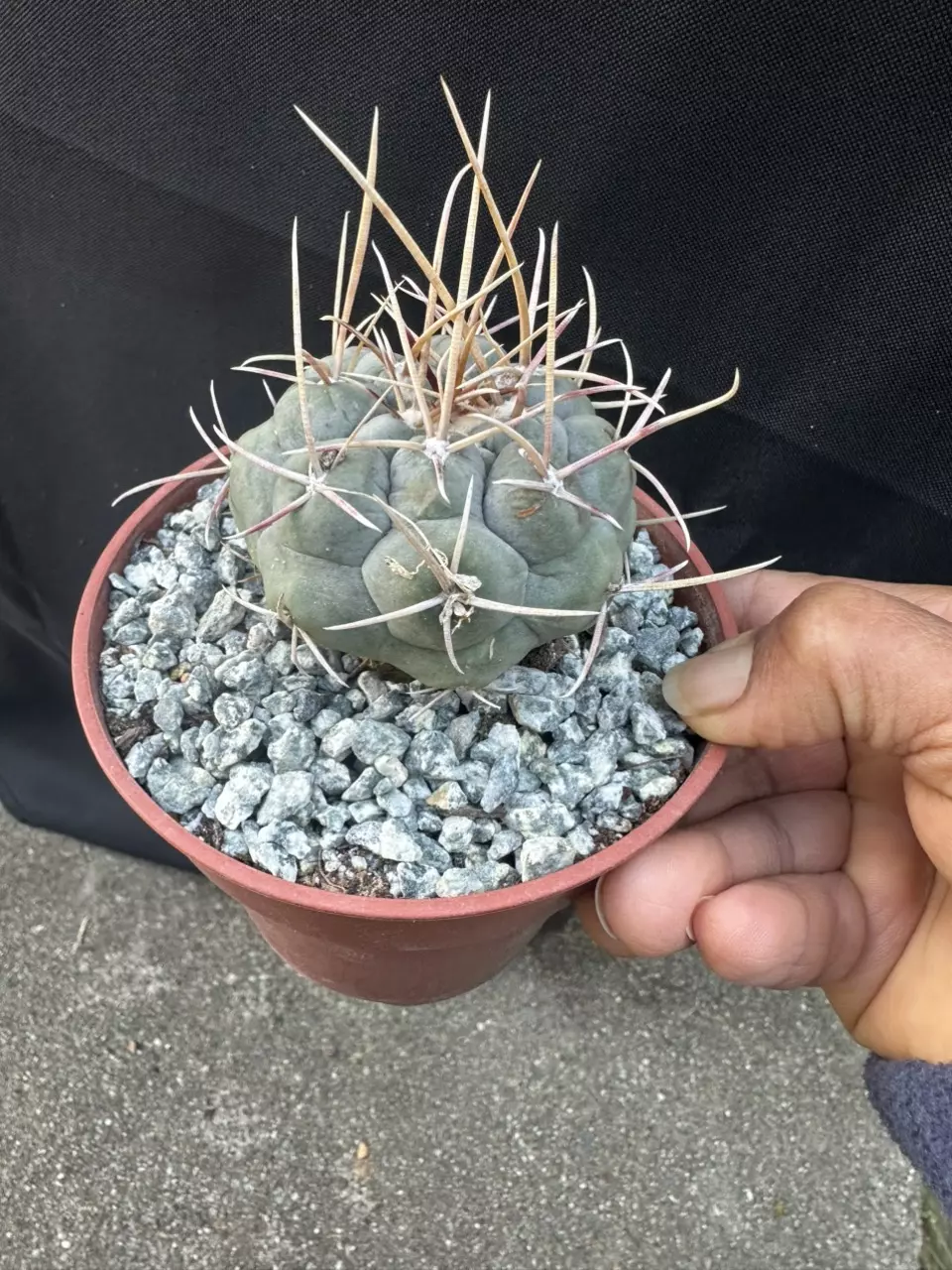 Thelocactus hexaedrophorus thumbnail