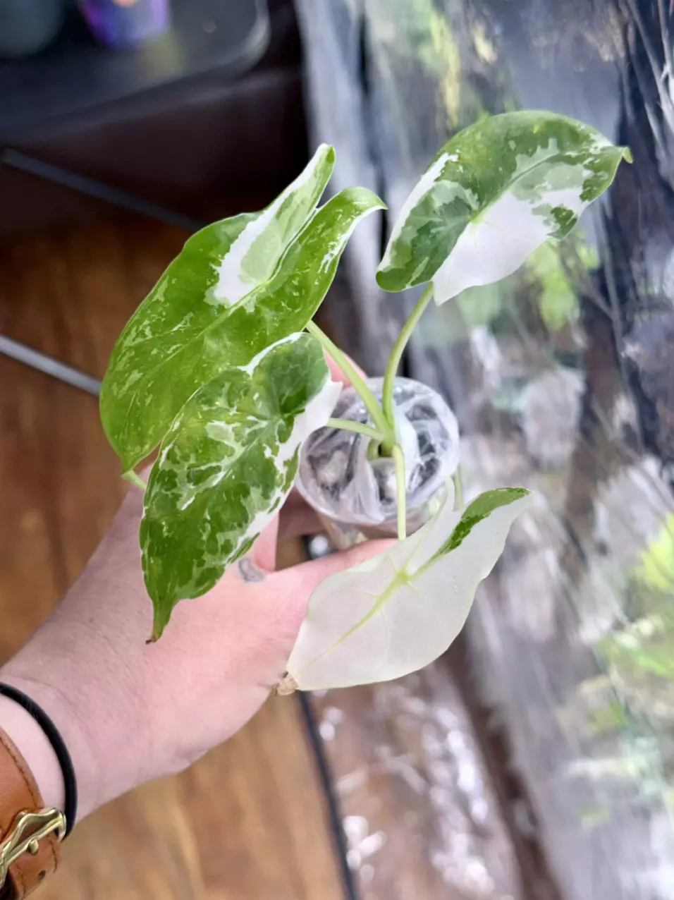 plant/0962 Albo longiloba(possibly pink back)-0