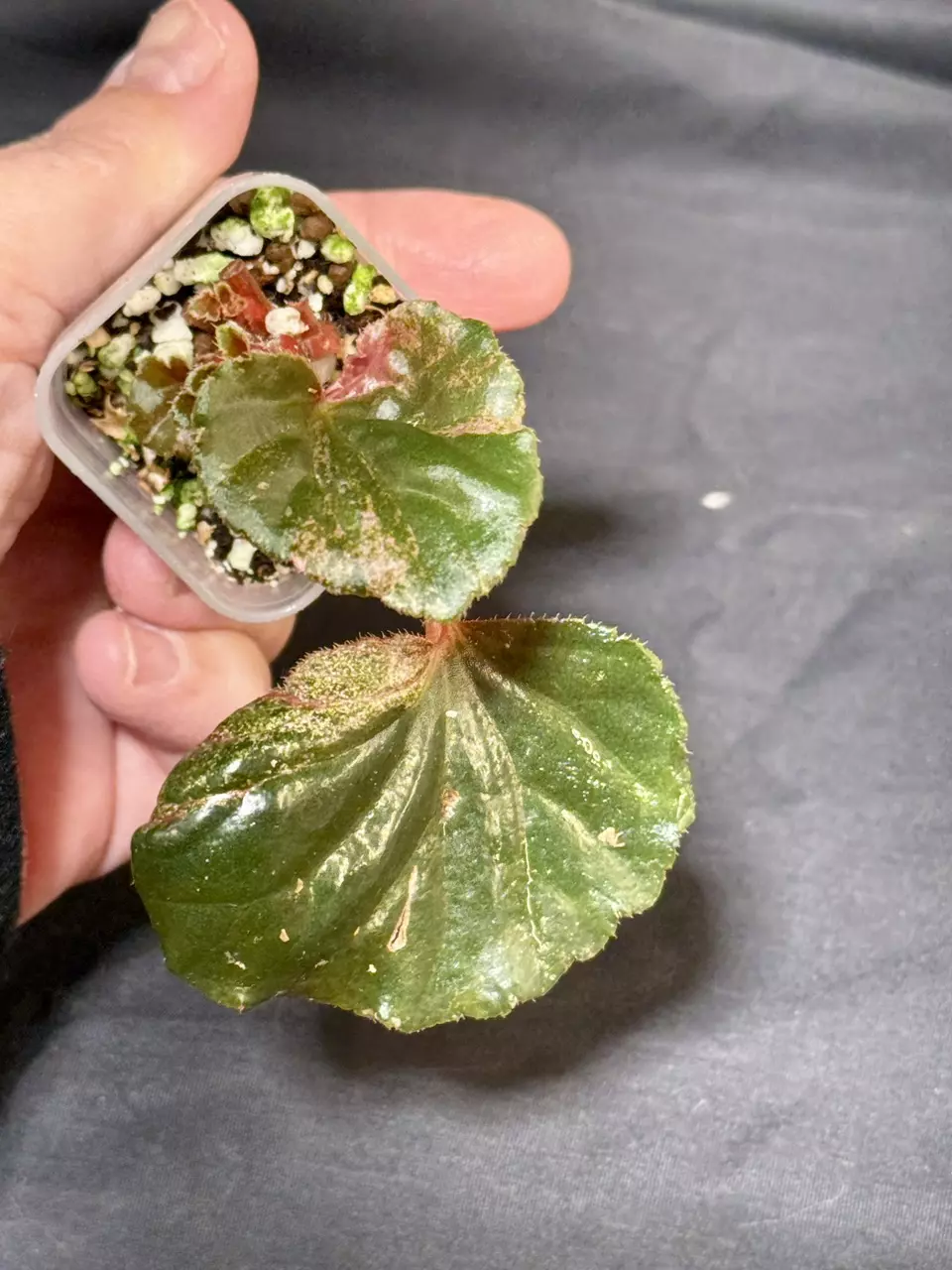 703 - Pink Cucullata Begonia thumbnail