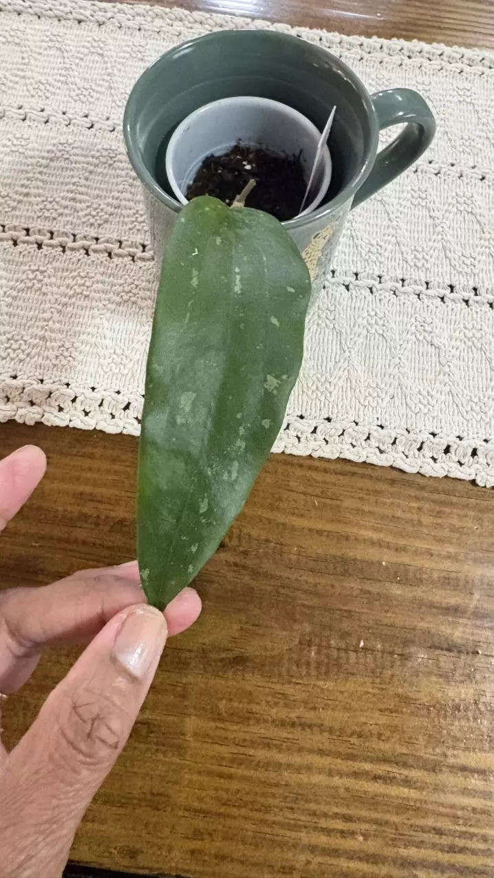 Rigida splash thumbnail