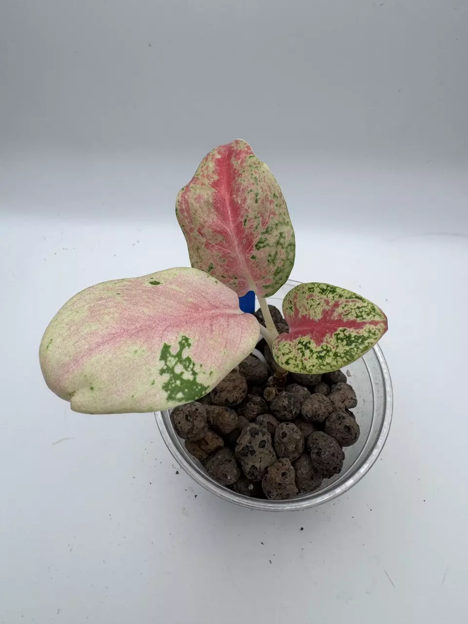 Aglaonema Mahasetti 0494 thumbnail