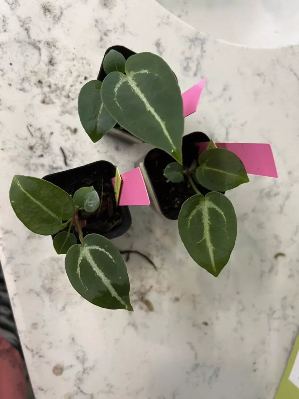 Anthurium Dorayaki x Red Raspberry thumbnail