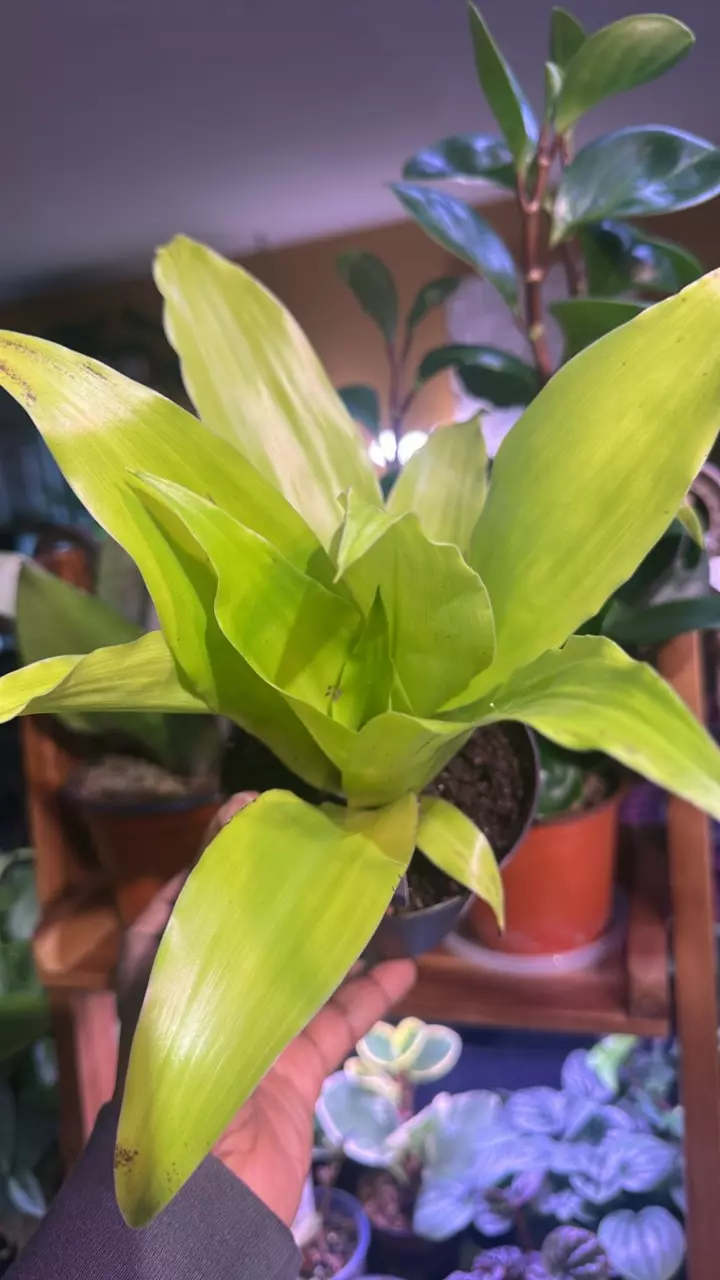 Dracaena Limelight thumbnail