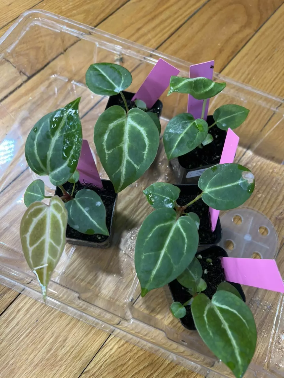 Anthurium Dreamweaver Dorayaki x Pink Lemonade thumbnail