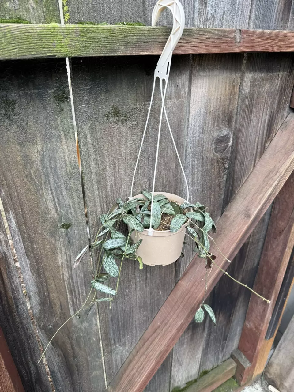 Hoya sigillatis ‘Silver’ 6” hanging pot #2 thumbnail