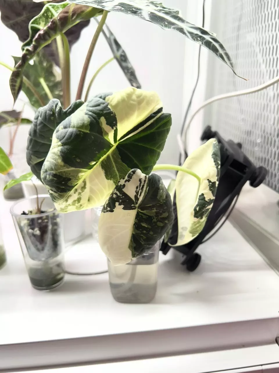 Alocasia maharani Albo corm (highly variegated mother in first sibling in 4th ) thumbnail