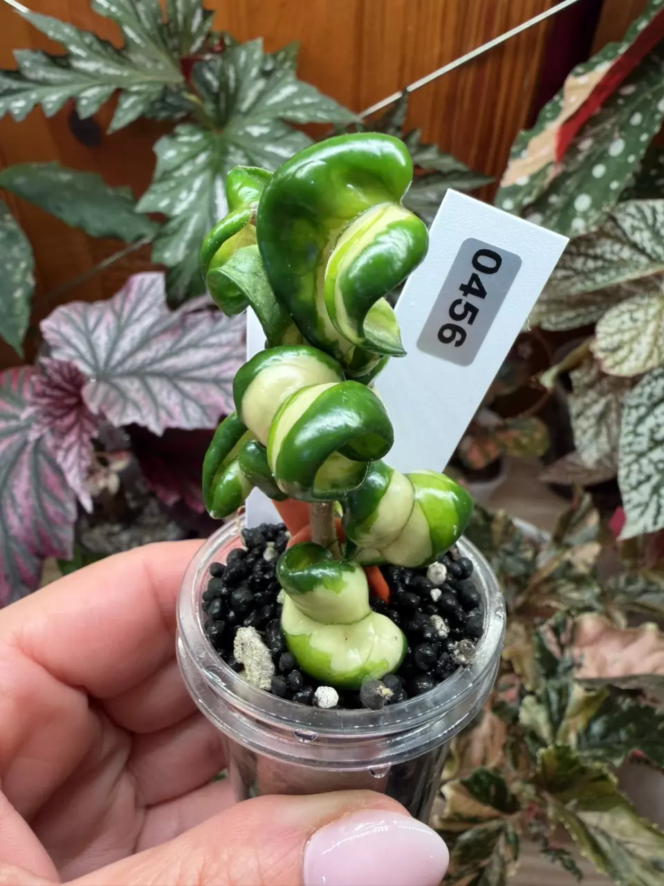 0456 Hoya Compacta Deep Green thumbnail