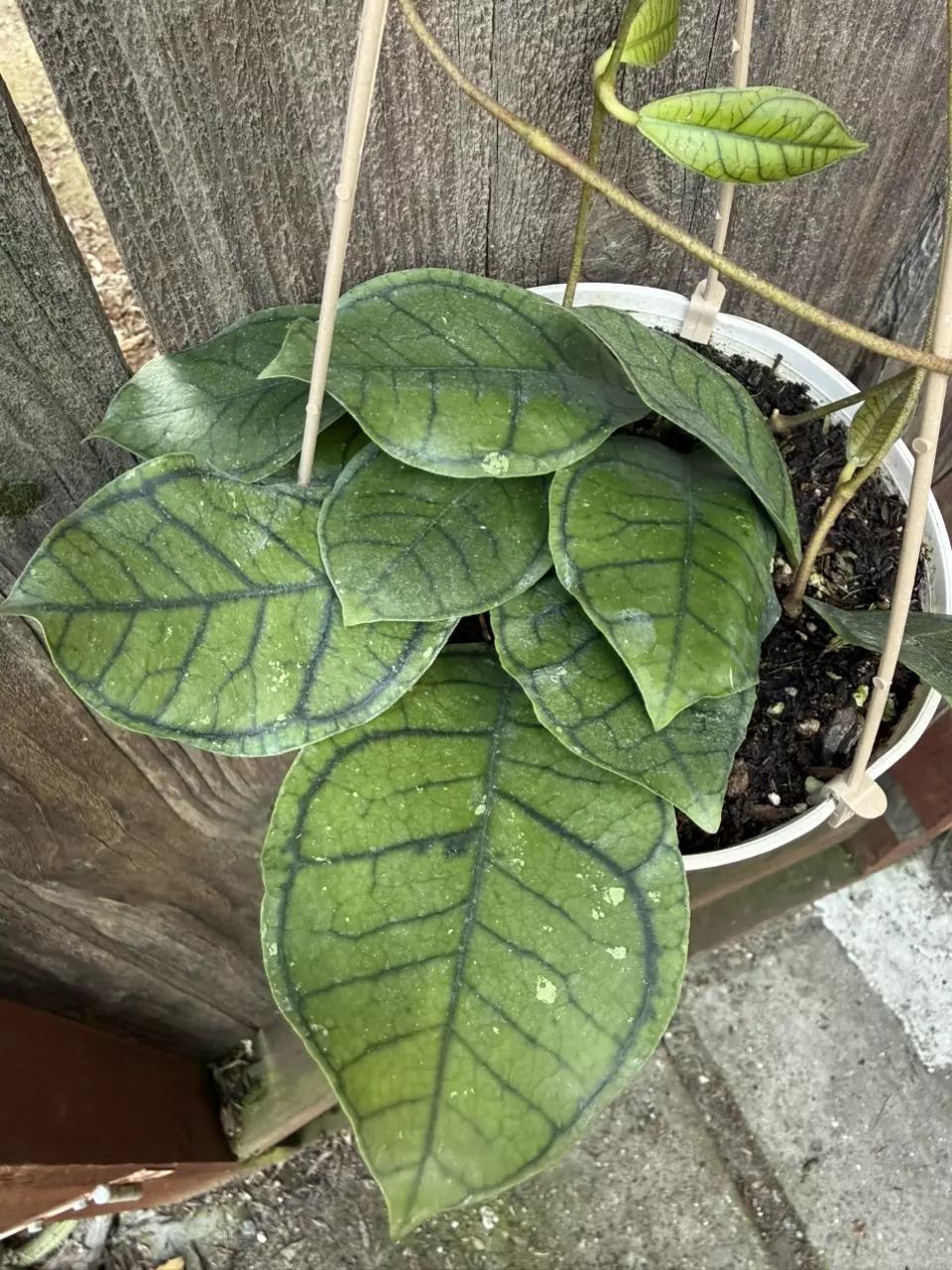 Hoya callistophylla ‘Dark Green’  6” hanging pot #1 thumbnail