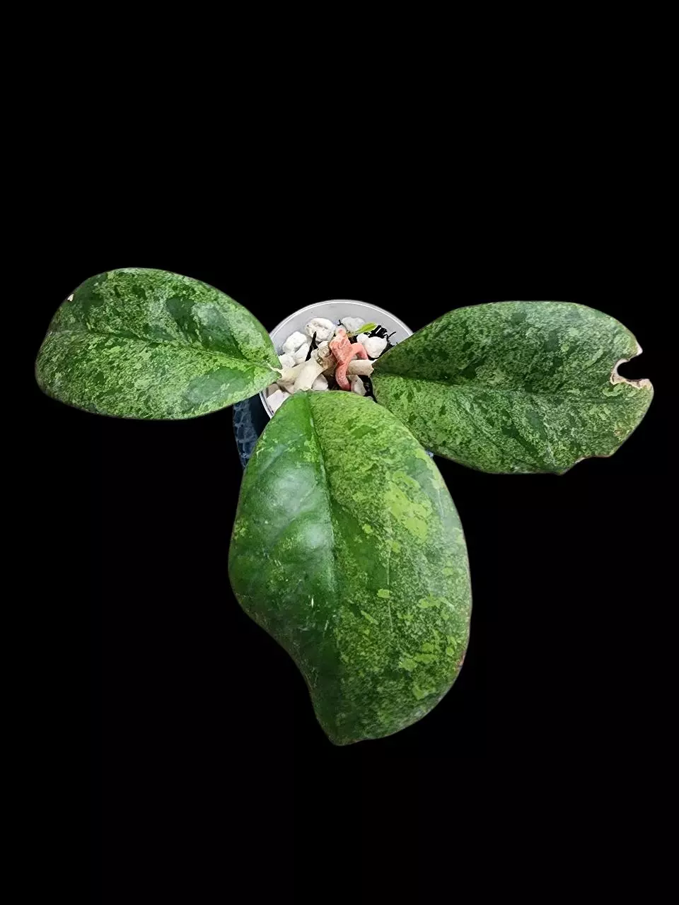 Hoya patcharawalai seedling by ICE thumbnail