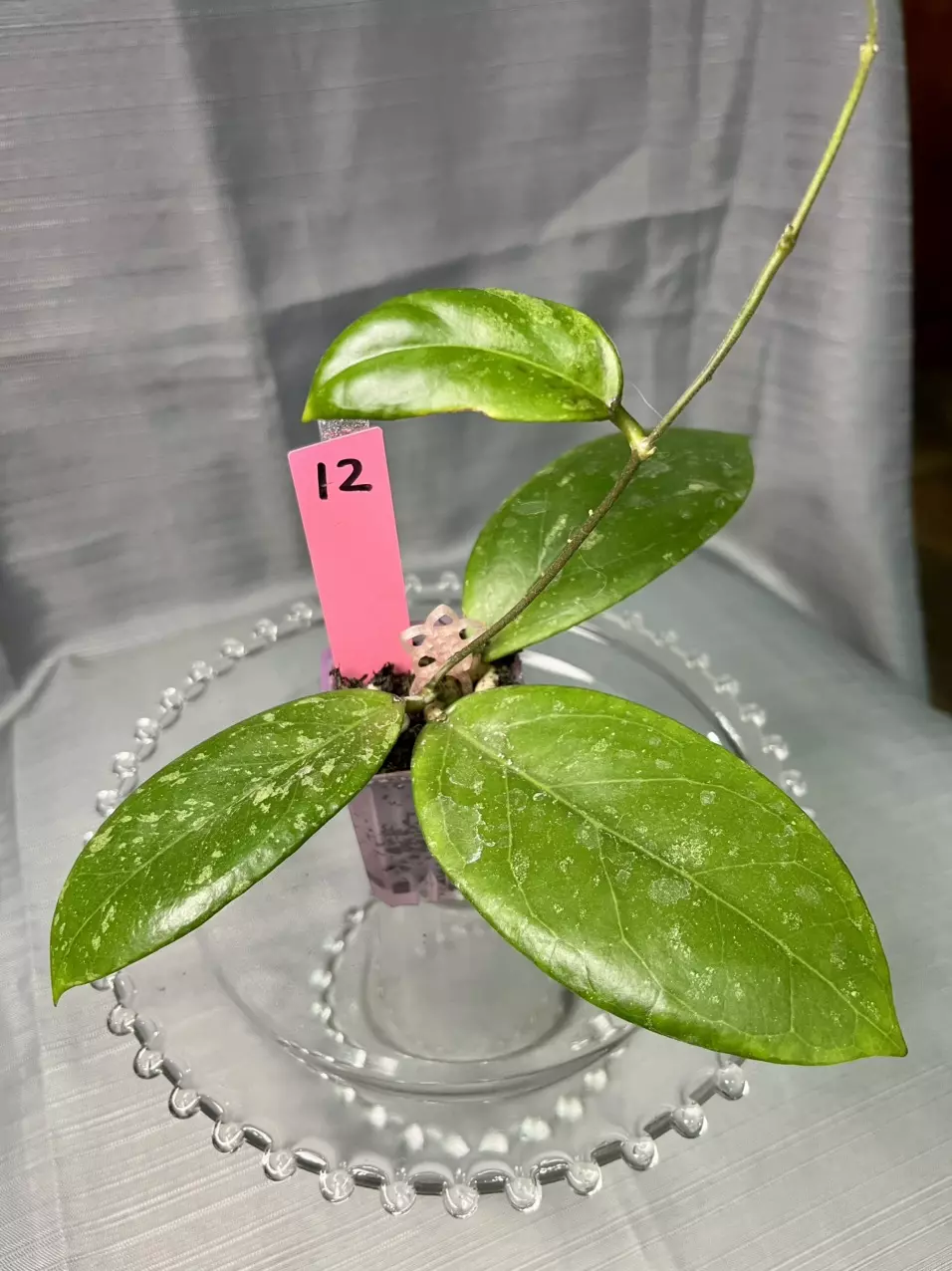 012. H GEH2302-62 Swiffer’s Dream x Chicken Farm thumbnail