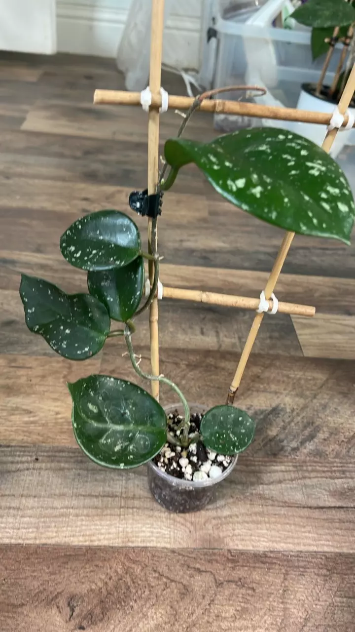 Hoya Carnosa Freckles Splash #3 thumbnail