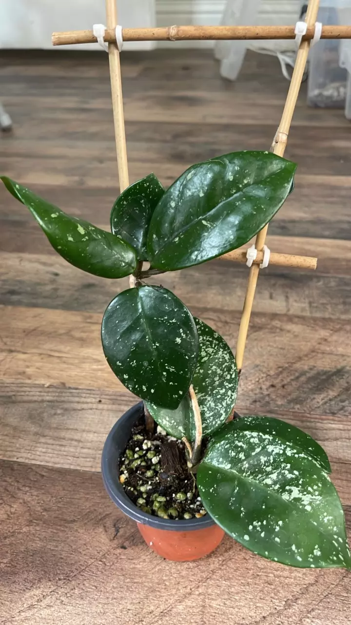 Hoya Carnosa Freckles Splash #4 thumbnail