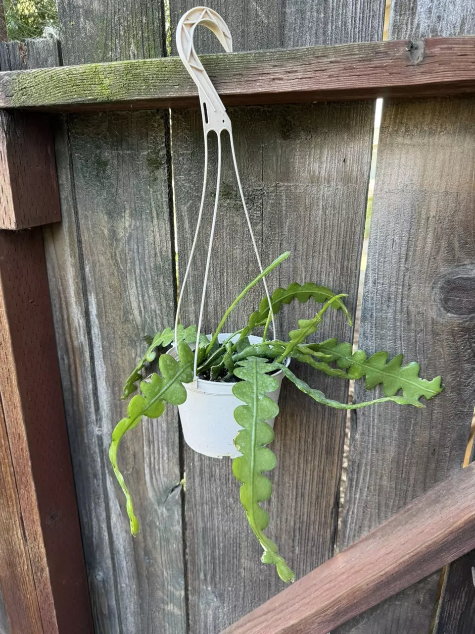 Ric Rac fishbone cactus 6” hanging pot #1 thumbnail