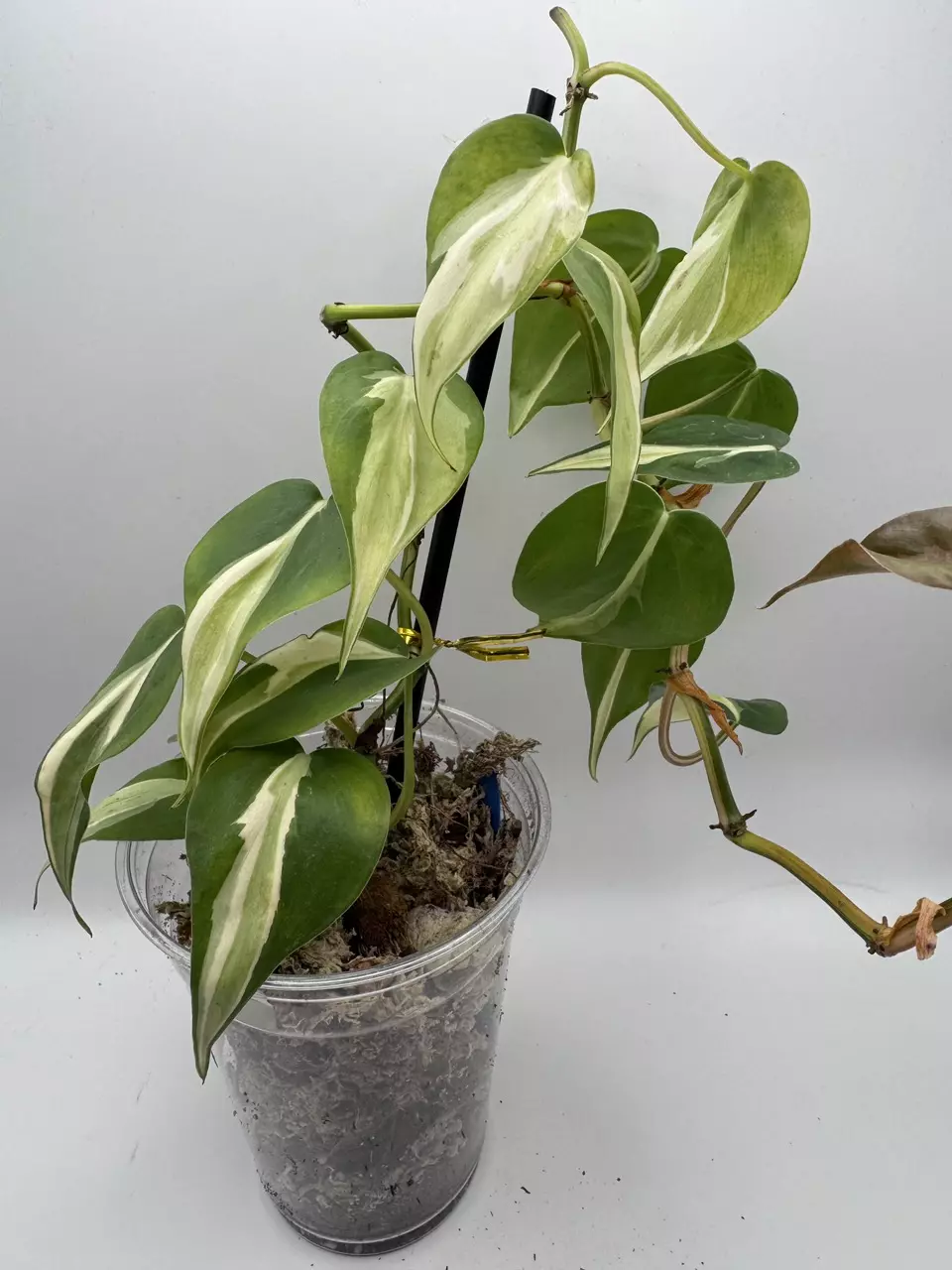 Philodendron Cream Splash 0517 thumbnail