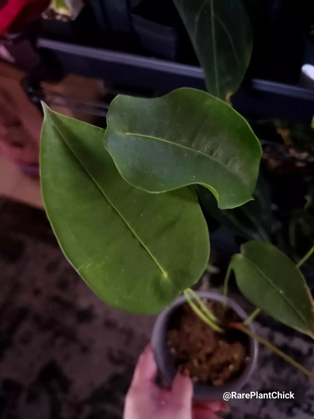 👽Peltigerum👽 weirdo 0122 thumbnail