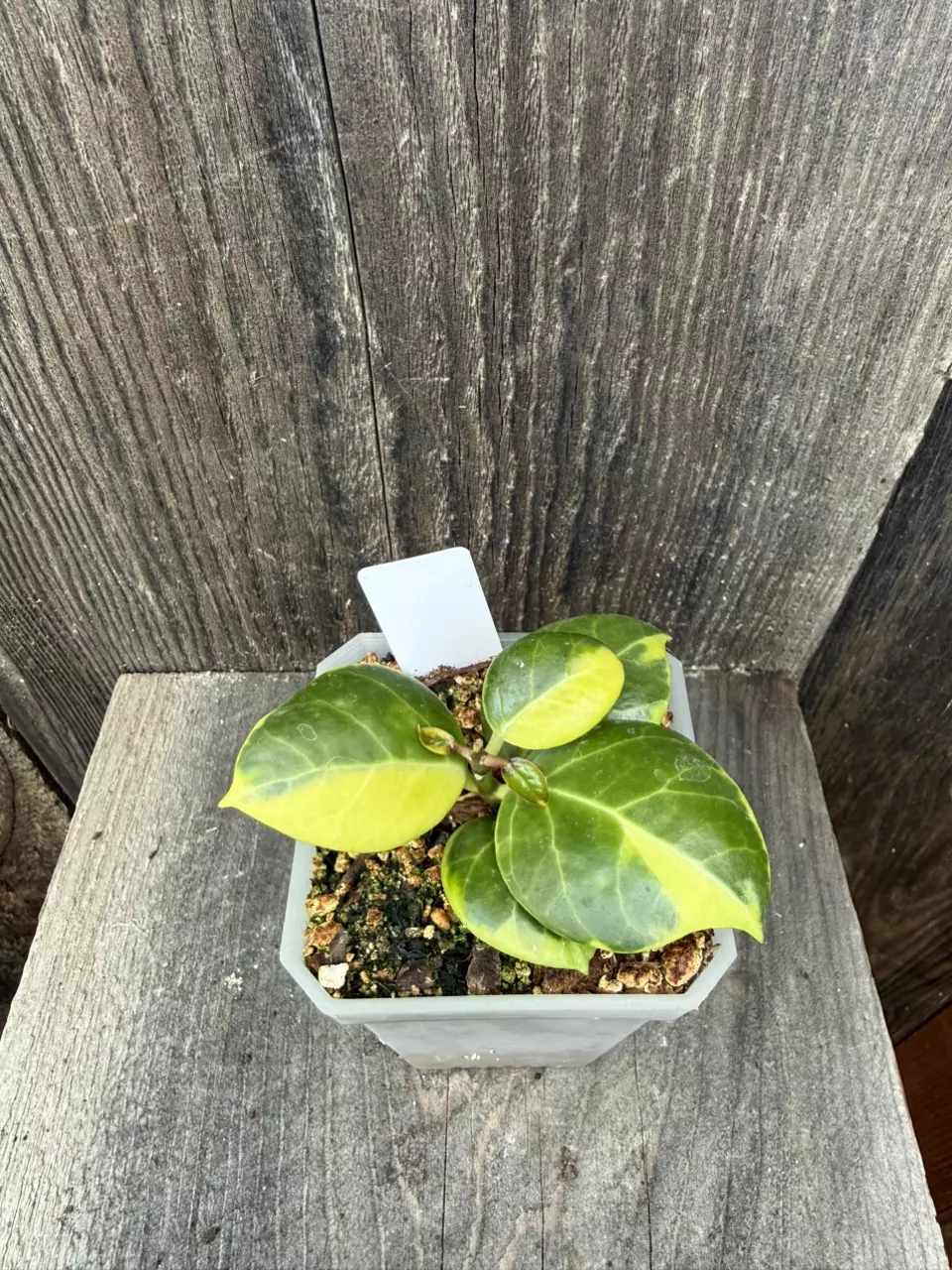 Hoya obscura albomarginata thumbnail