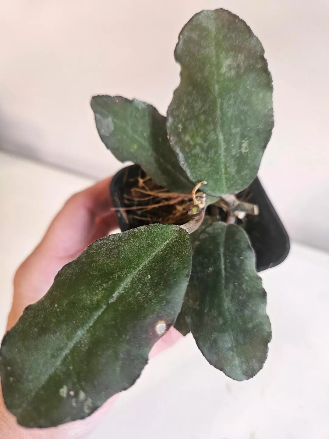 Hoya Waymaniae thumbnail