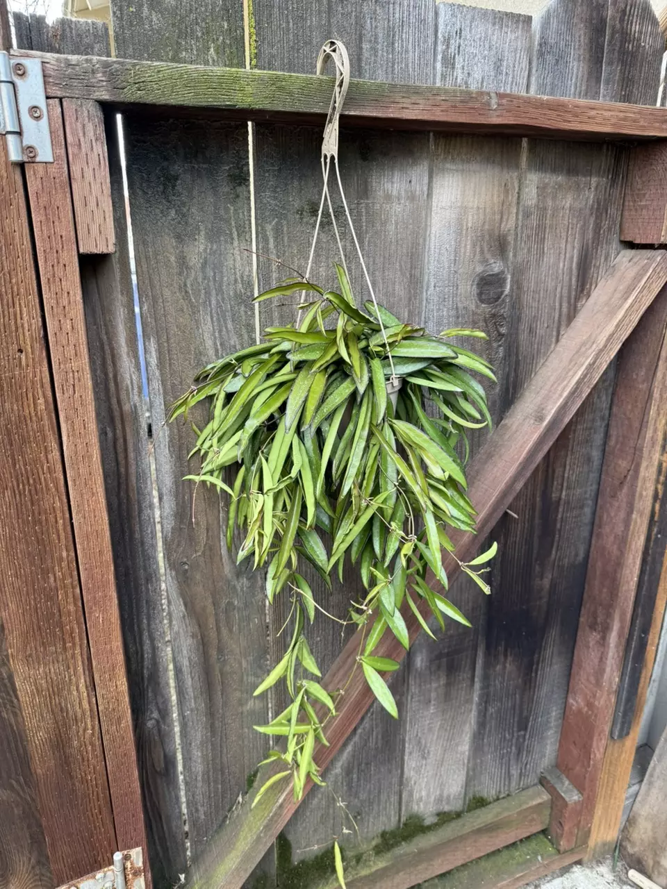 Hoya wayetii extra large 6” hanging pot #2 thumbnail