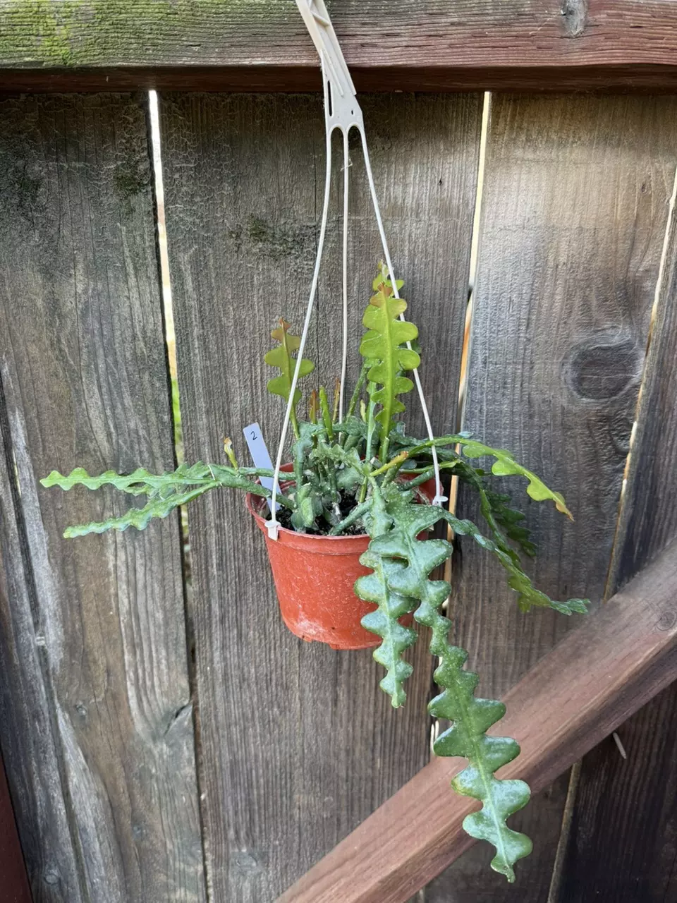Ric Rac fishbone cactus 6” hanging pot #2 thumbnail