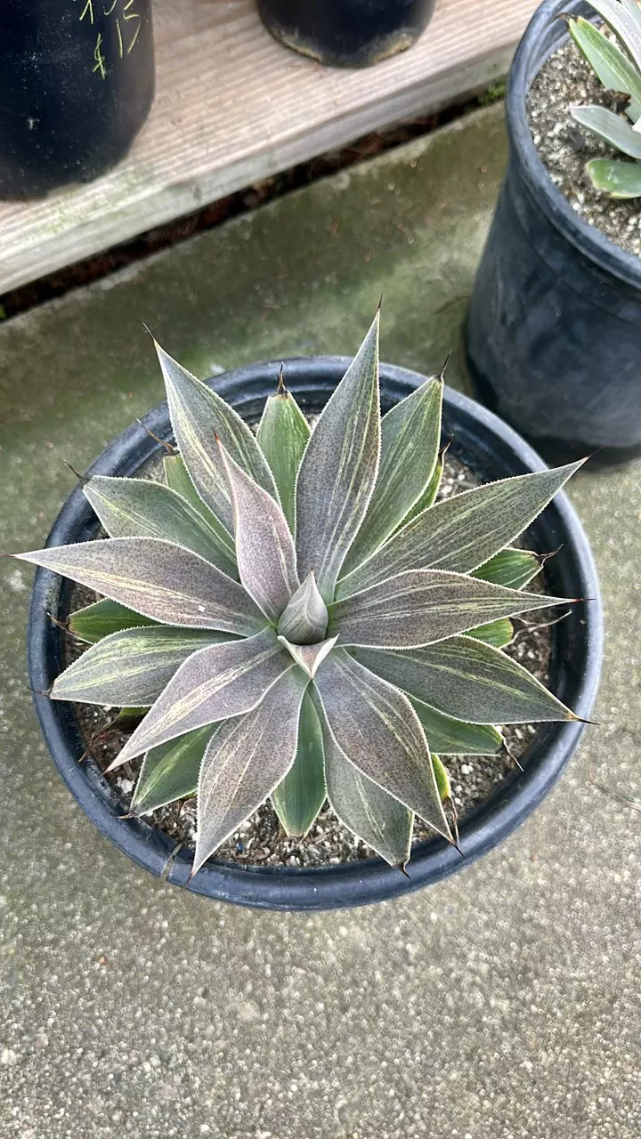 Variegated Mangave lavender Lady thumbnail
