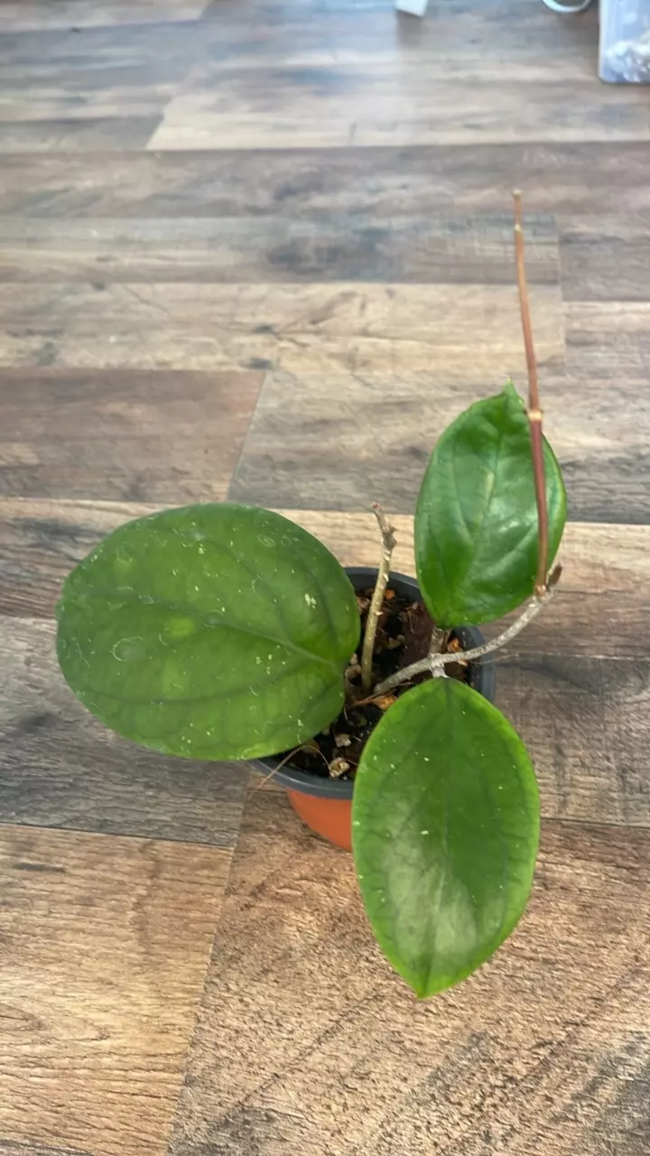 Hoya Sp NTB #1 thumbnail