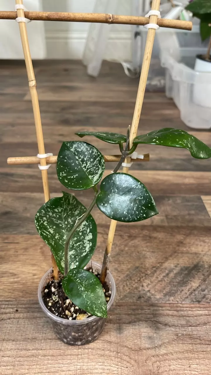 Hoya Carnosa Freckles Splash #5 thumbnail