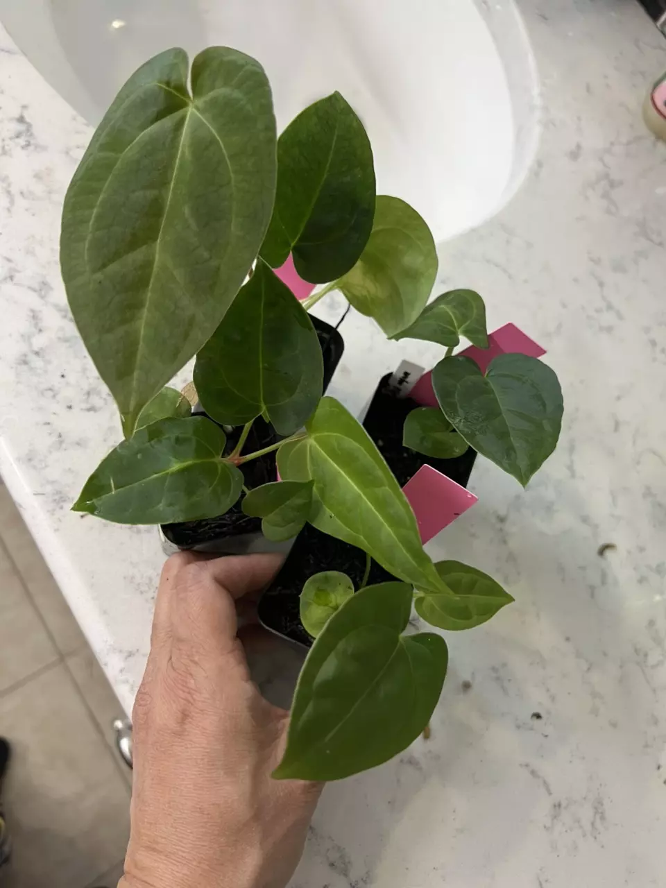 Anthurium Wuhoo’s First Night (open pollinated) thumbnail