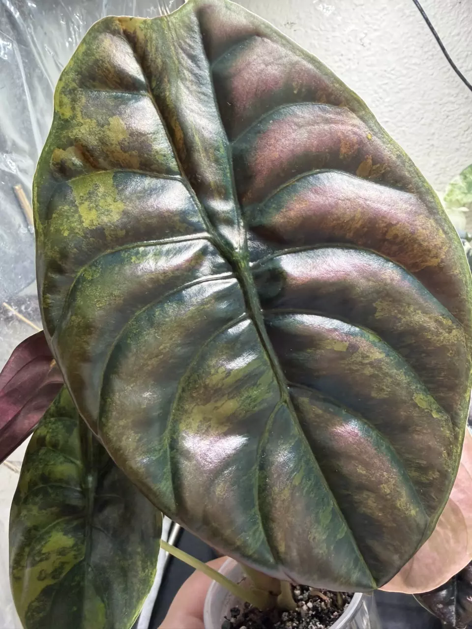 Alocasia Caramel Latte Cuprea thumbnail