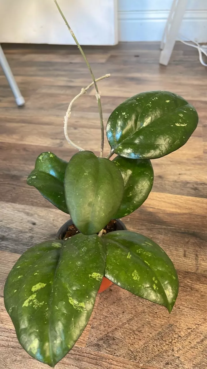 Hoya vitellina ‘Splash’ – Splashy Collector Hoya 🌱#1 thumbnail