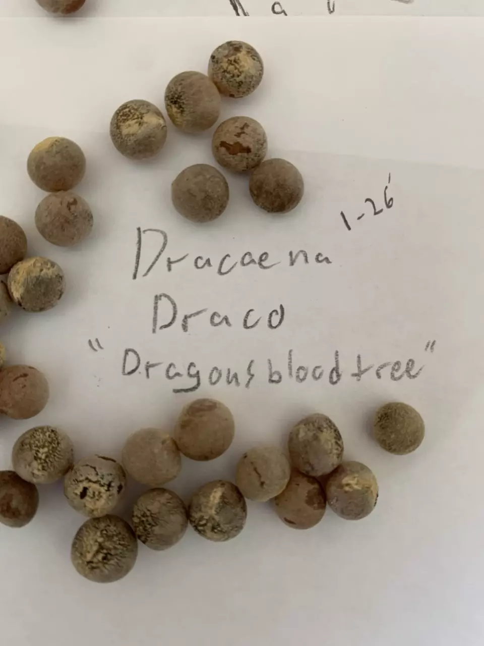 Dracaena Draco “Dragons blood tree” - 10 seeds thumbnail