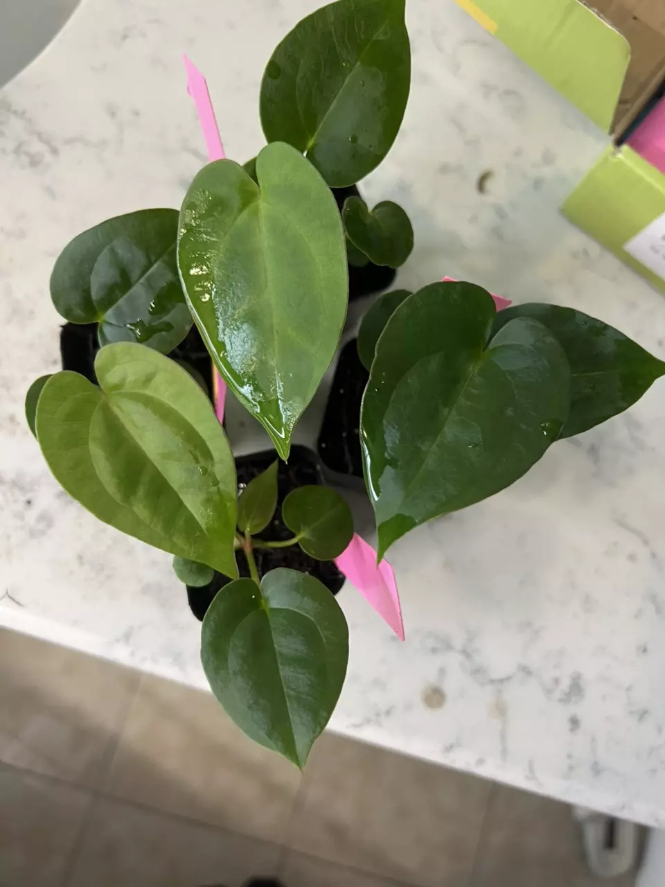 Anthurium Cerrocompanense Pap x Bessea thumbnail