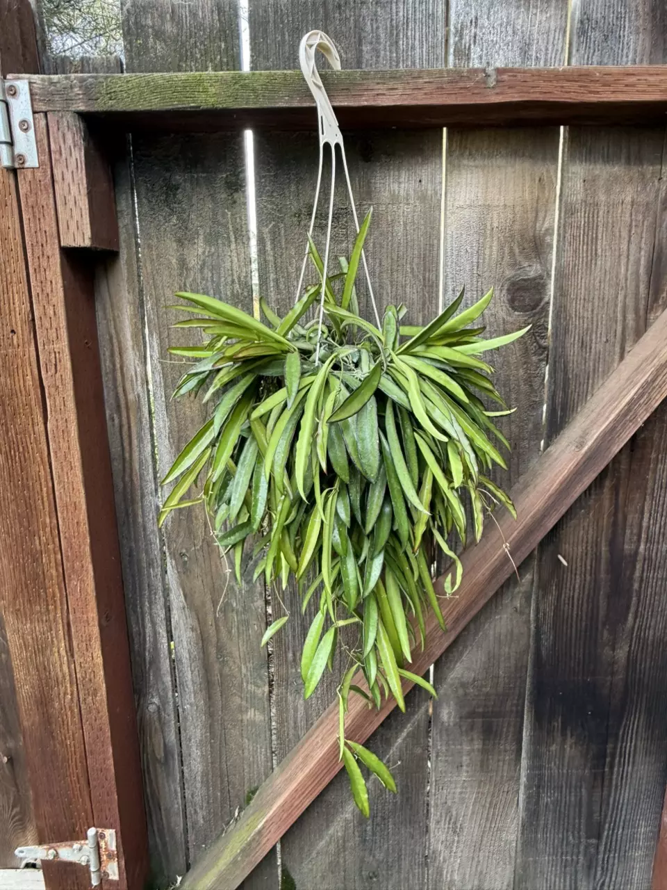 Hoya wayetii extra large 6” hanging pot #1 thumbnail