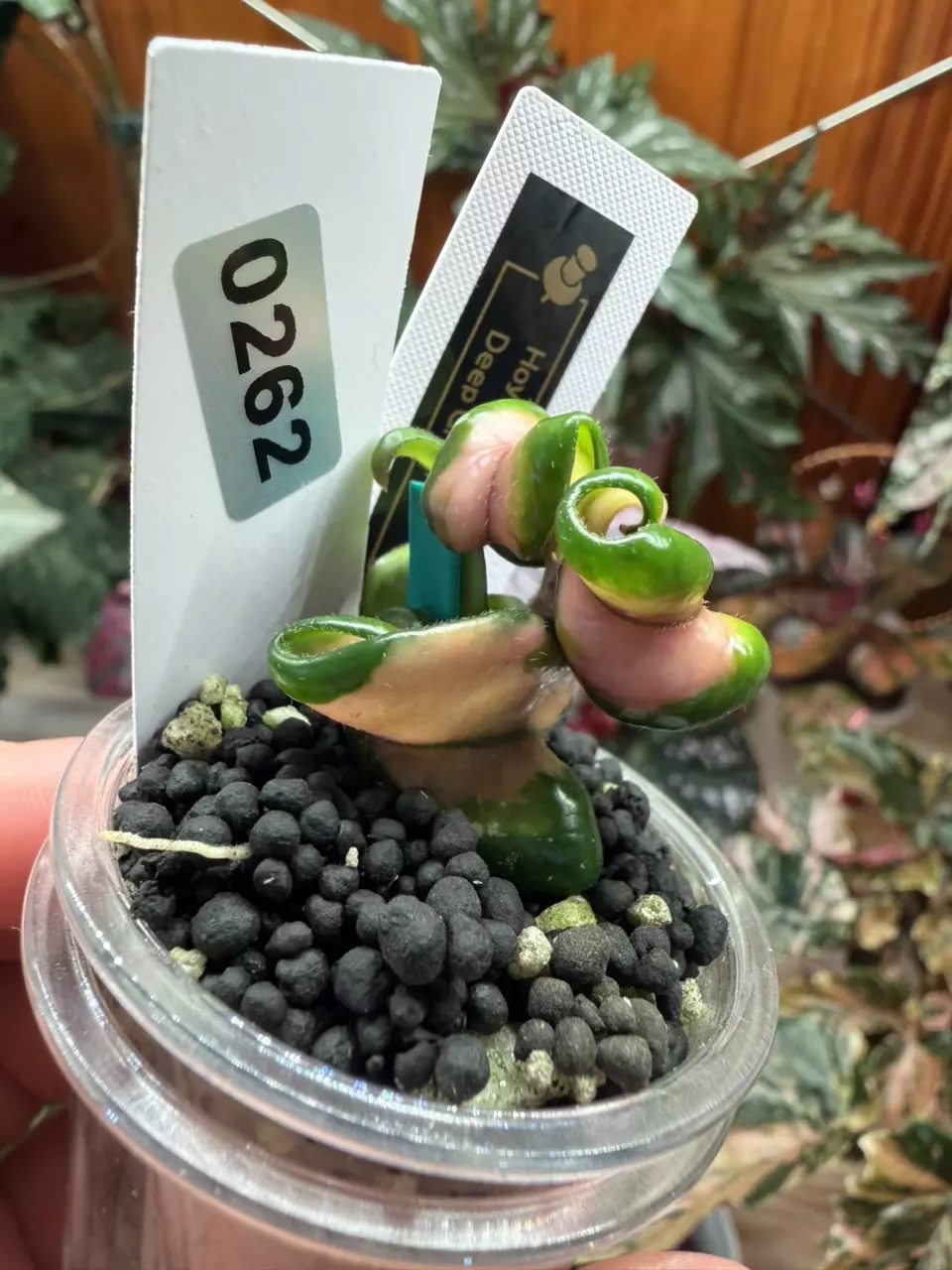 0262 Hoya Deep green thumbnail