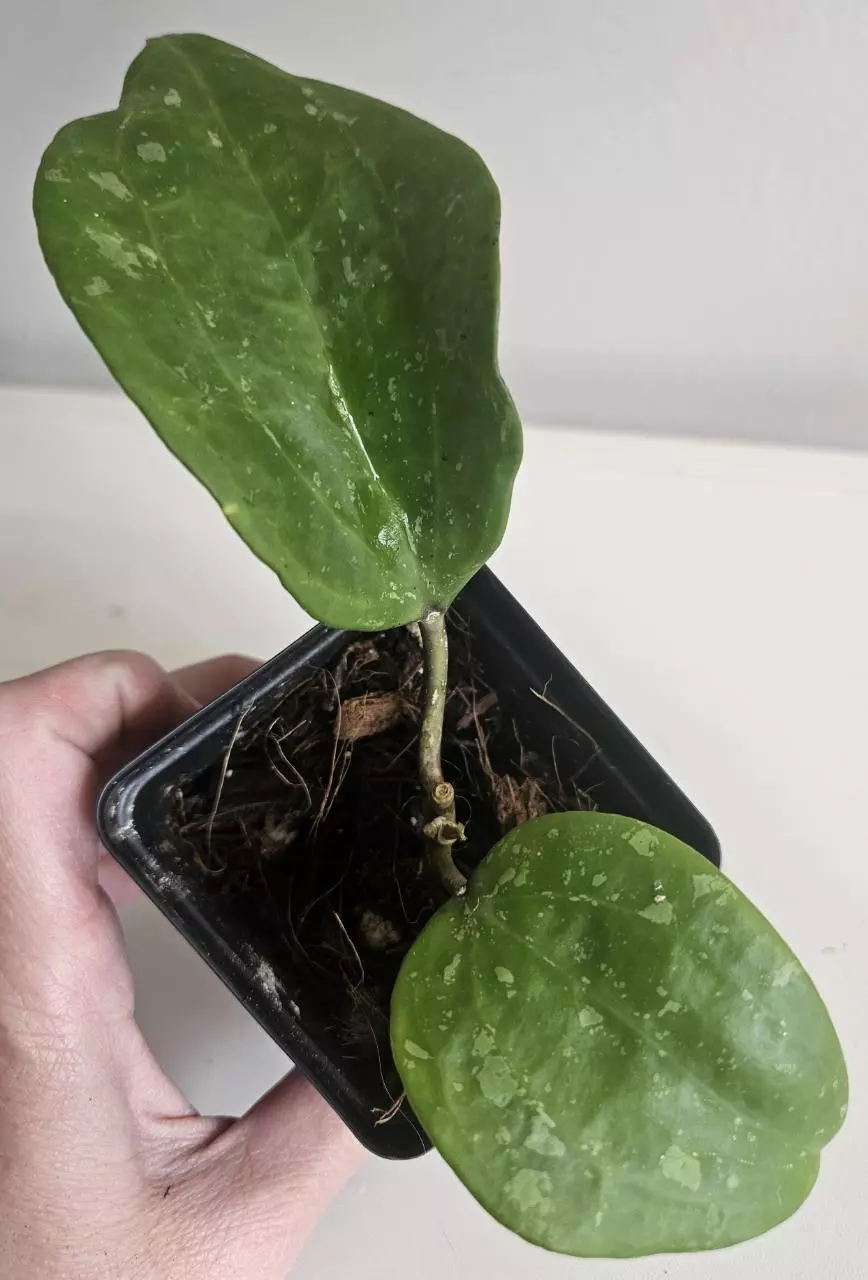 Hoya Snow Queen Splash thumbnail