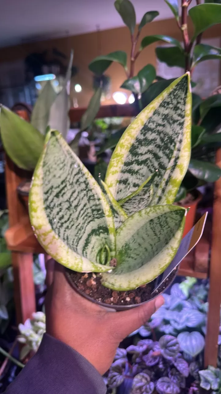 Sansevieria Trifasciata thumbnail