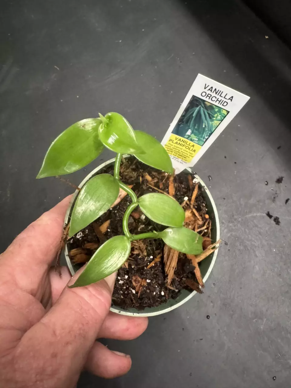Vanilla Planifolia aka Vanilla Bean Orchid thumbnail
