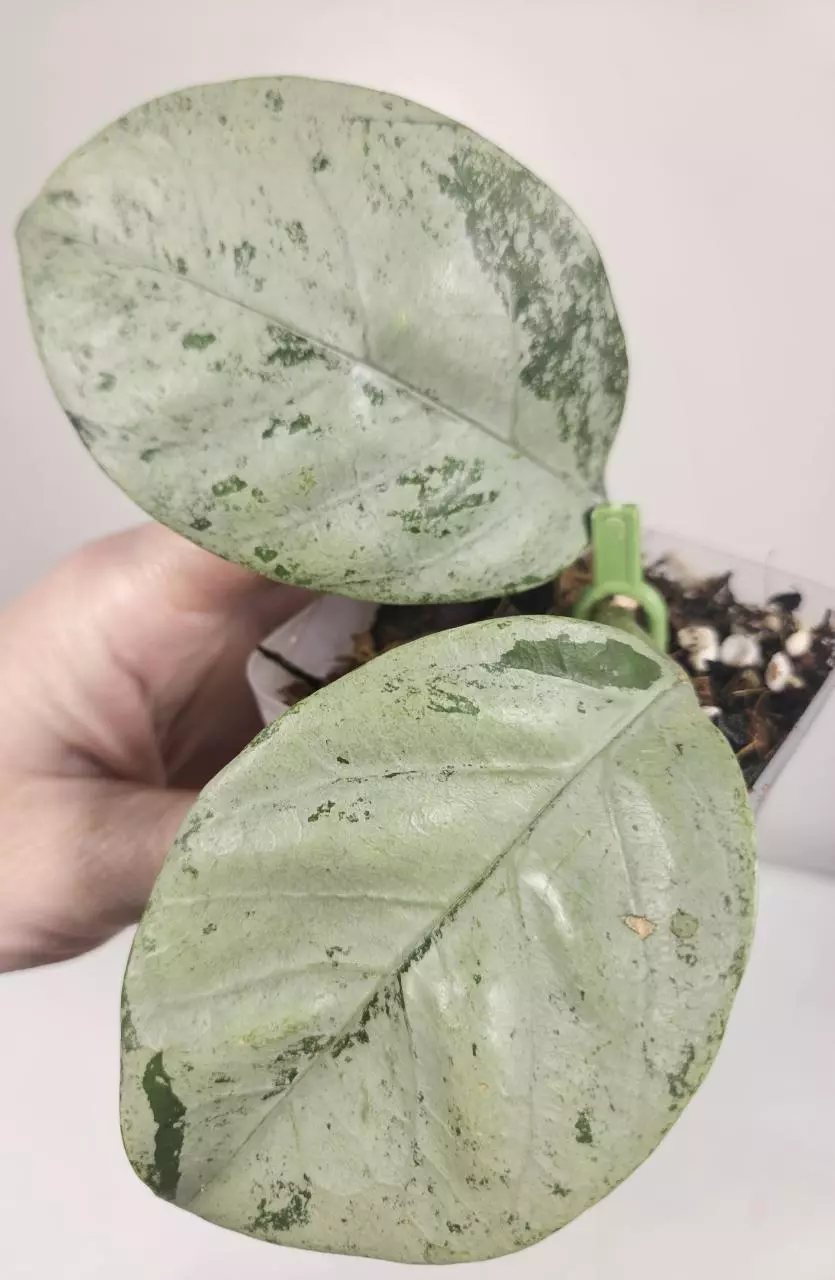 Hoya Coriacea Silver thumbnail