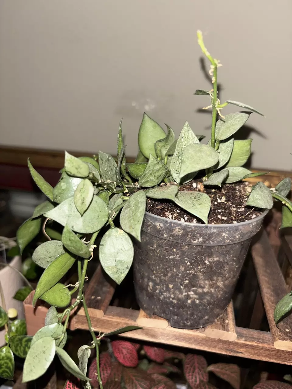 Hoya krohniana ’Super Silver’ thumbnail