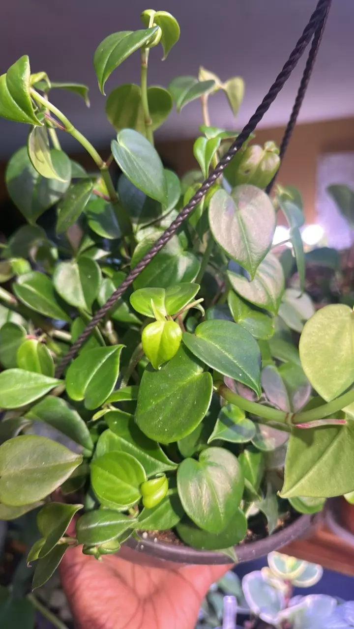 Cupid Peperomia thumbnail