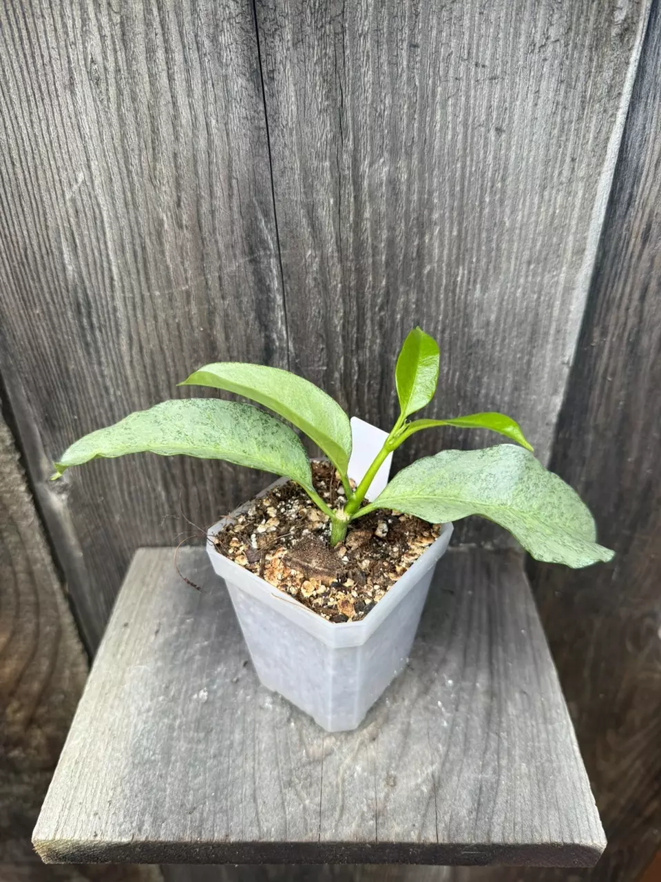 Hoya multiflora ‘Wonderphil’ thumbnail