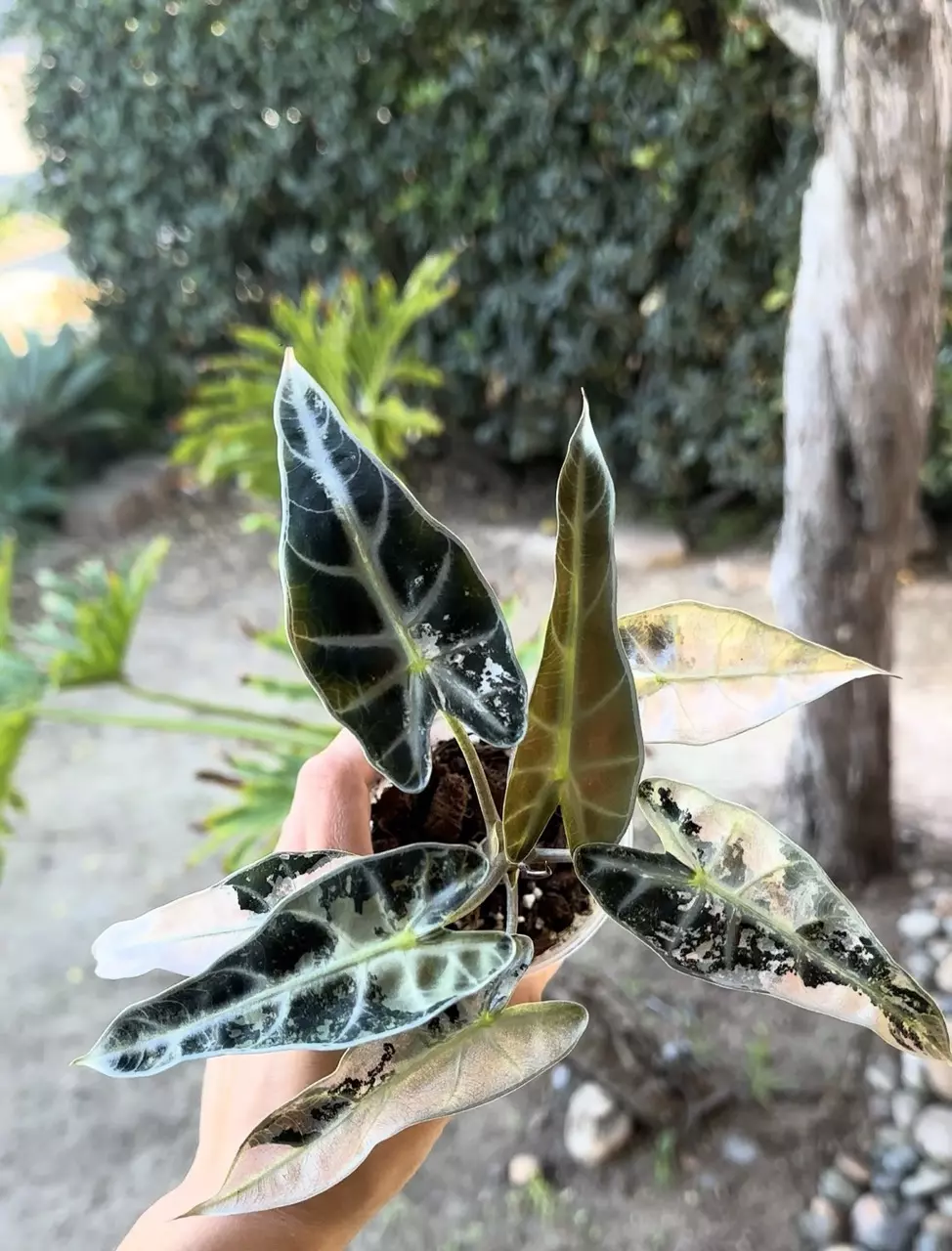 Alocasia Pink Bambino MOTHER Plant thumbnail