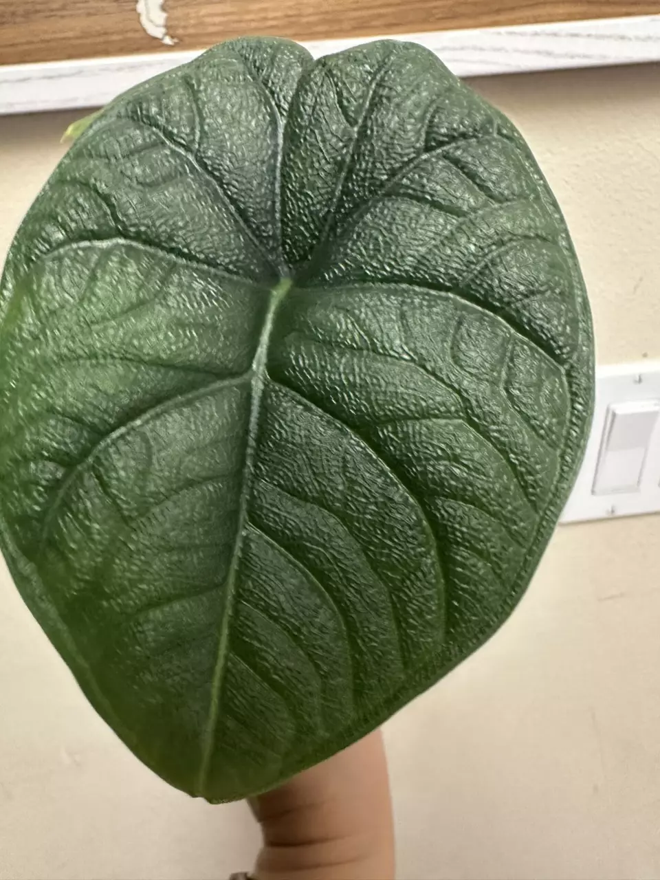 Alocasia melo, 3D textured leaves, 4th leaf on the way thumbnail