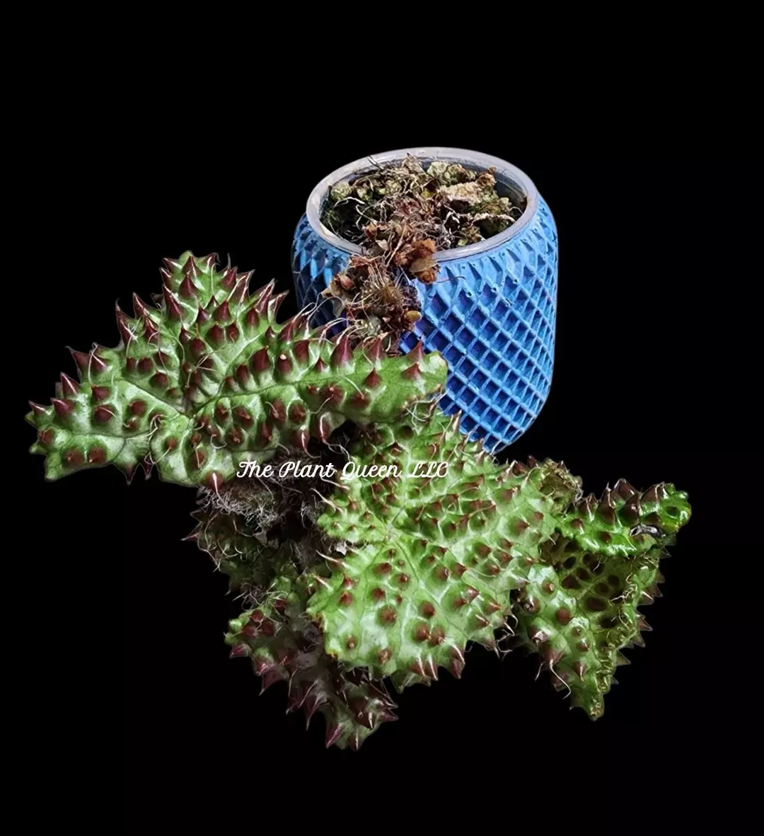 Begonia melanobullata thumbnail