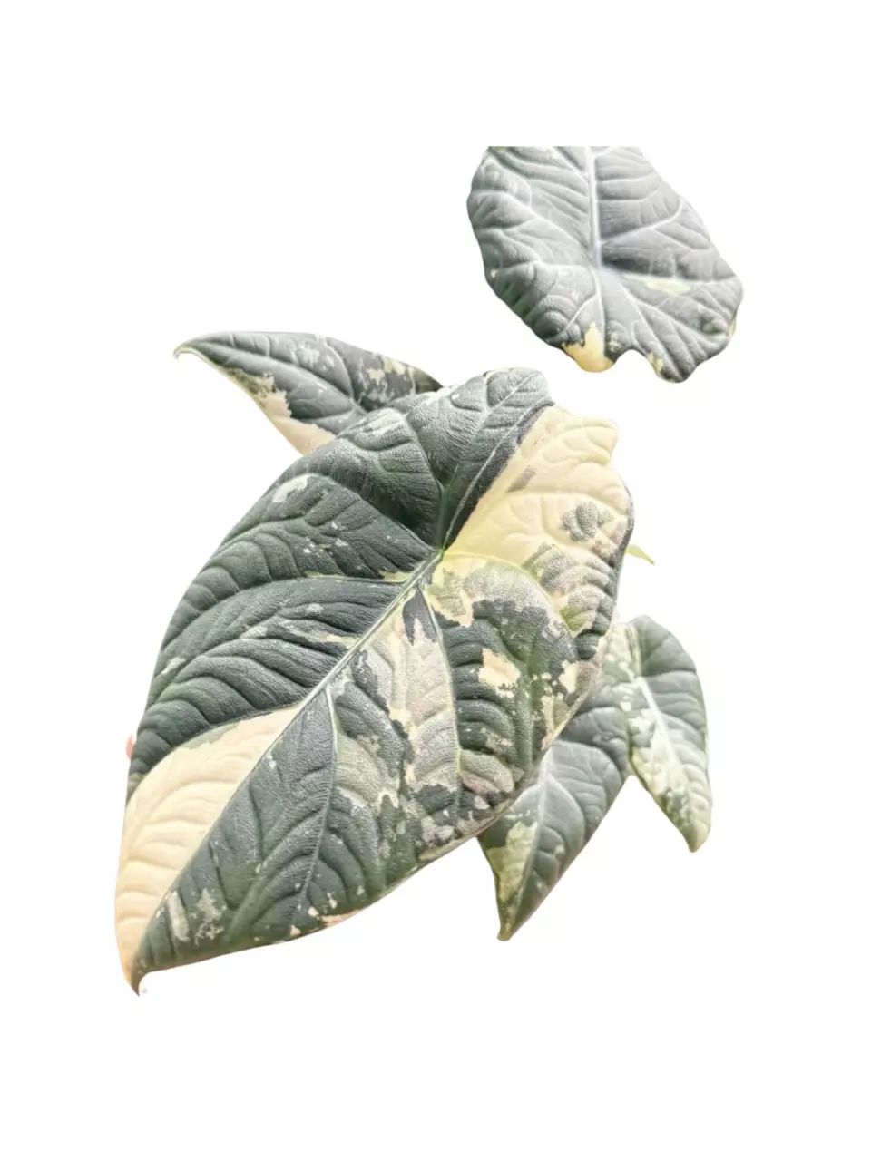 CORM- Alocasia Maharani Albo thumbnail