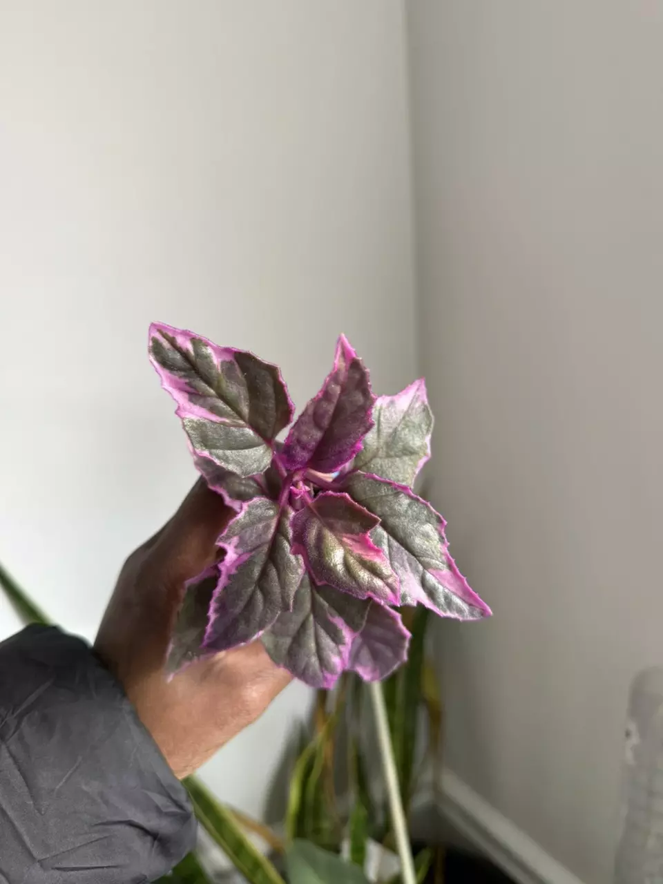 Variegated Purple Passion Plant thumbnail