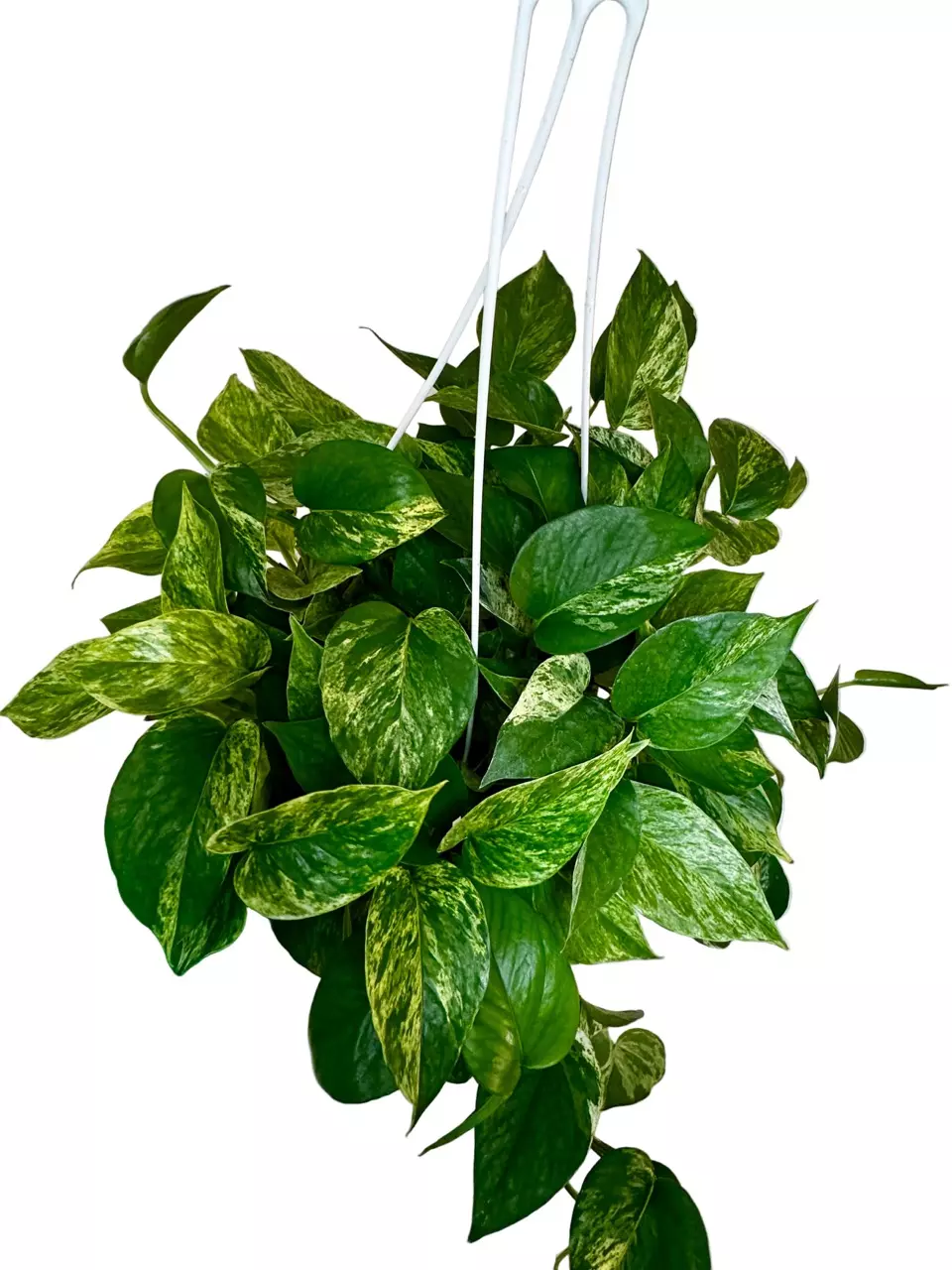 8" Pothos Snow Queen thumbnail