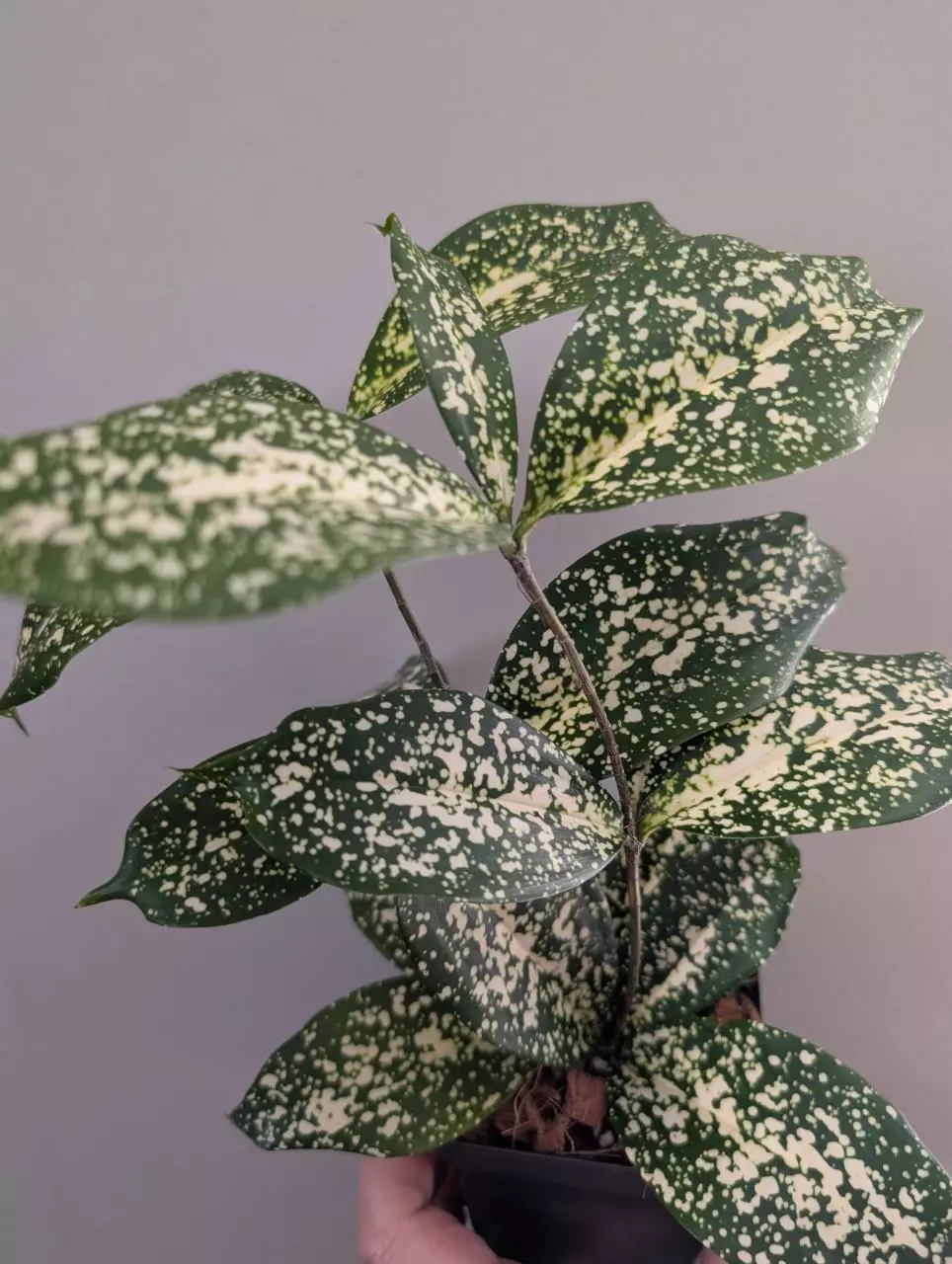 Dracena Florida beauty thumbnail