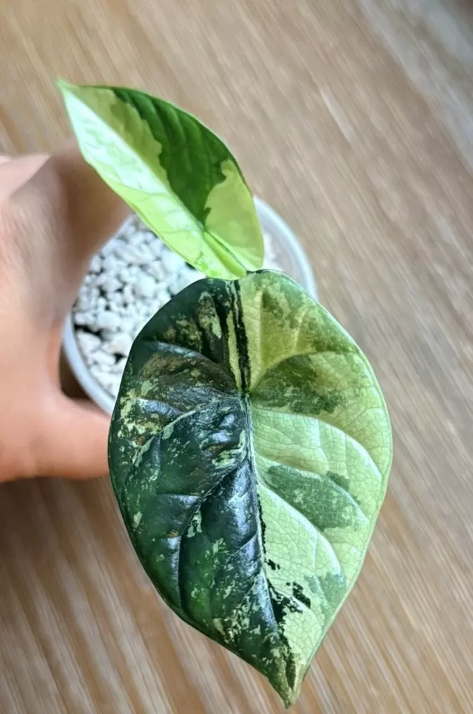 Alocasia sinuata mint Albo mother plant in first pic (Corm only) thumbnail