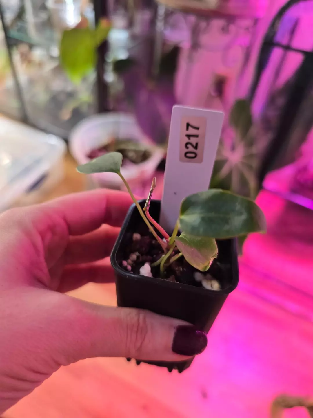 #0217 (Crystal x Mag) x (Ta black x TA Tall) thumbnail